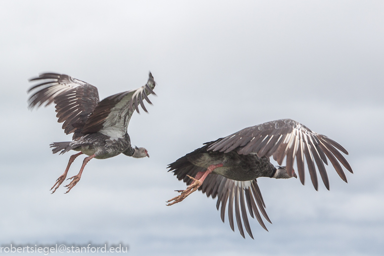 southern screamers